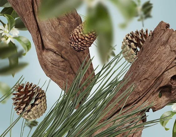 115040 pod vanocnim stromem dotextu