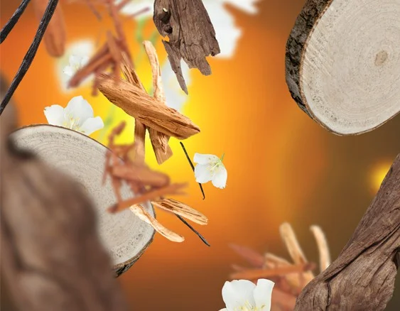 115083_pokuseni_santaloveho_dreva