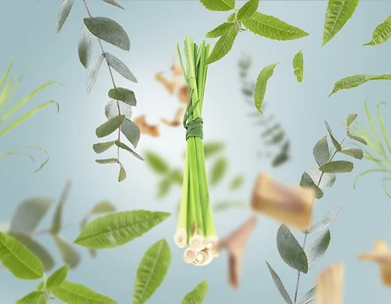 115060 citronella do textu