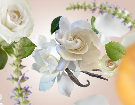 115183 116183 elegance z parize