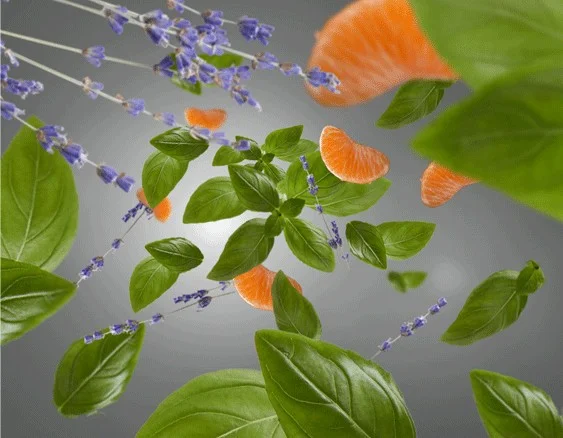 kuchyne svezi kvetinova dotextu