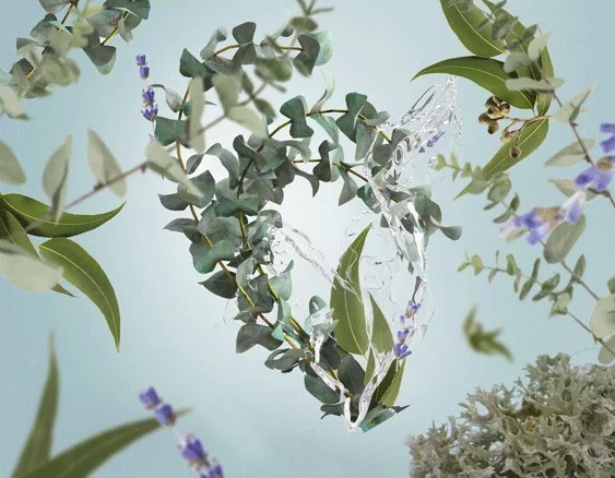 115319 cerstvy eukalyptus