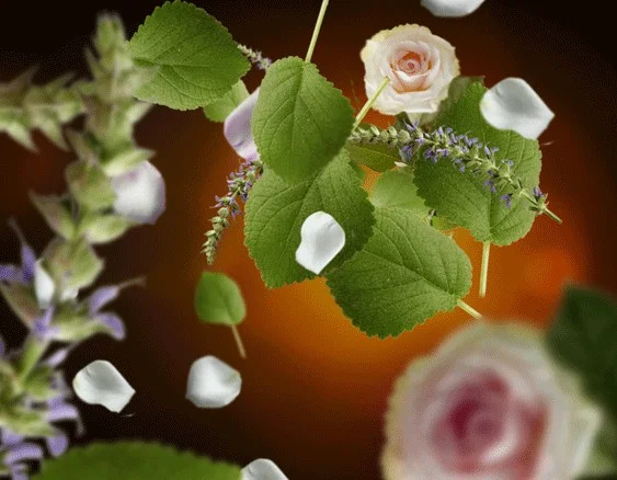 115047 tajemstvi paculi