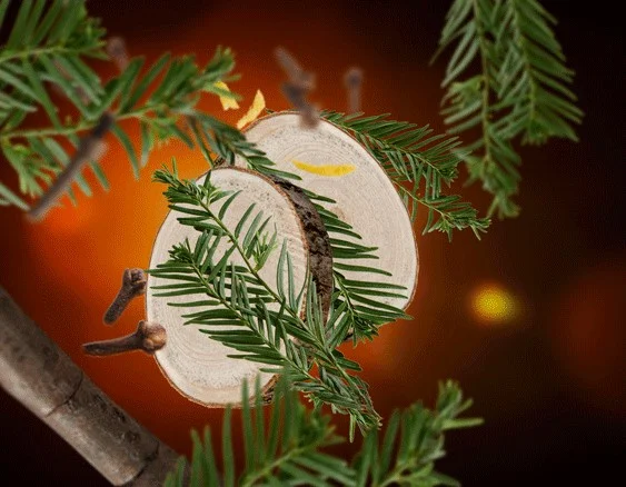 115021 libanonský cedr