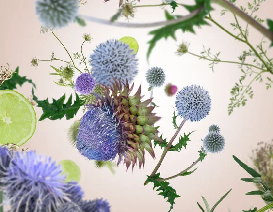 115140 divoky bodlak