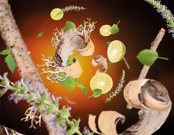 MBP divočina do textu