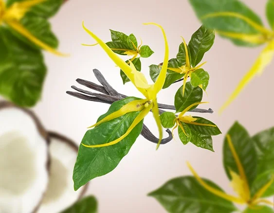 115355 prosluneny ylang
