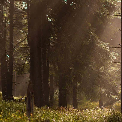 cereria-molla-aroma-amber-sandalwood-5537