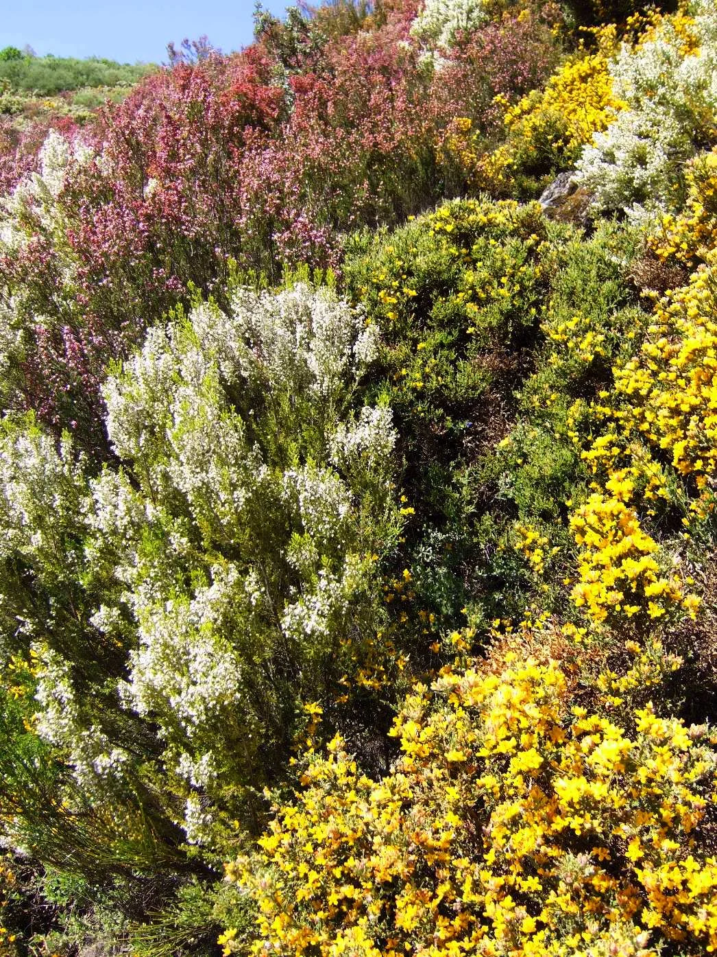 VM FS_Flores_Silvestres