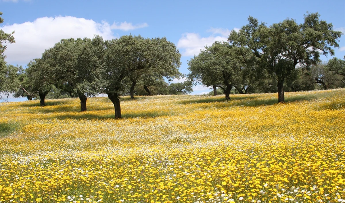 VM Dehesa en flor