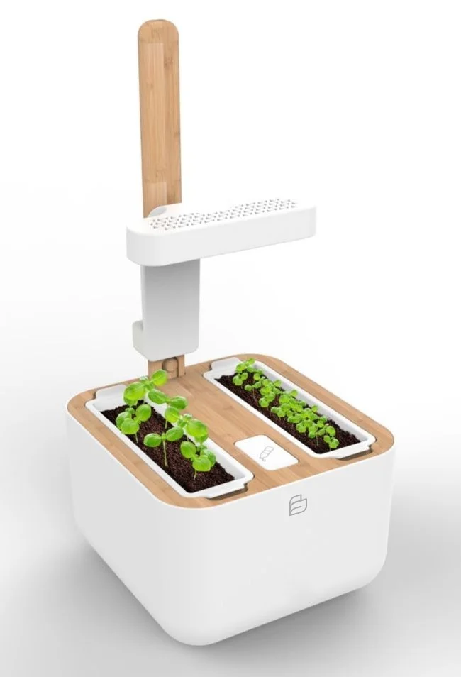 Botaneo_bazalka_petrzelka