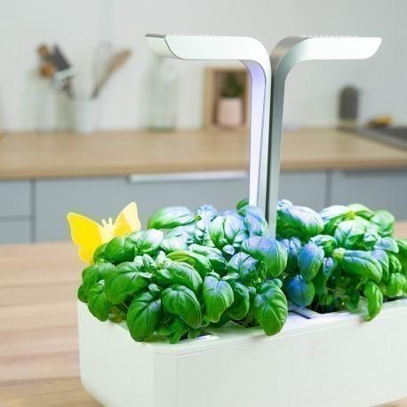 Veritable lepivá past na hmyz (8ks) (EOL)