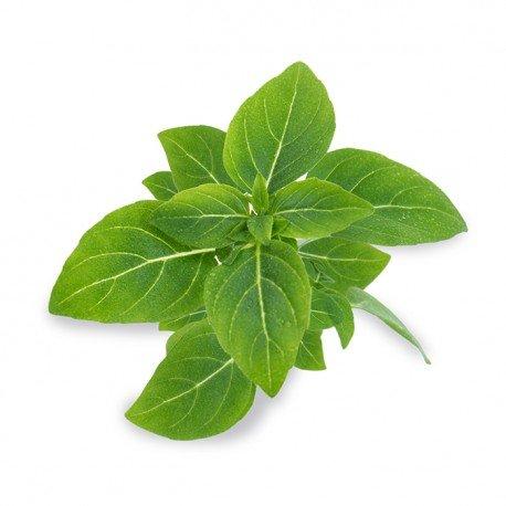 Véritable Lingot Bazalka Trpasličí BIO (EOL)