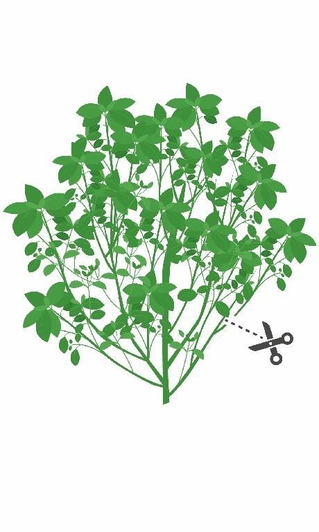 Véritable Lingot Bazalka Trpasličí BIO (EOL)