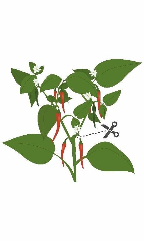 Véritable Lingot Chilli papričky Cayenský pepř (EOL)