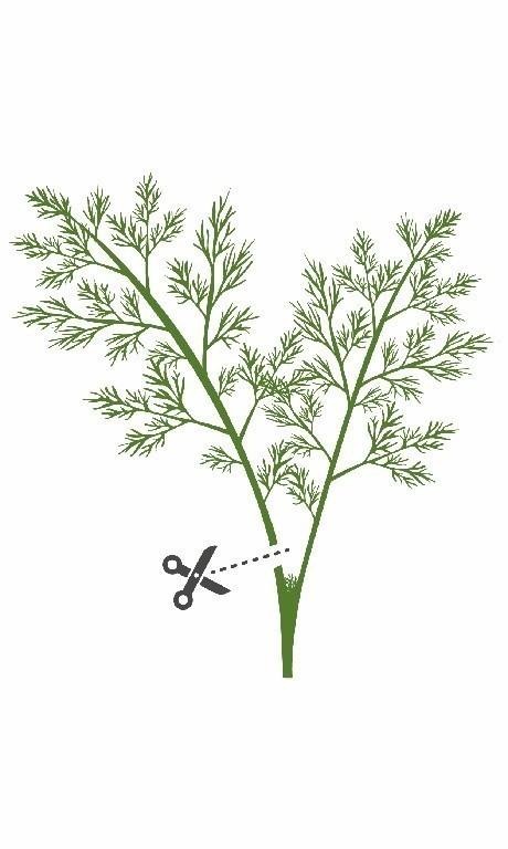 Véritable Lingot Kopr BIO (EOL)