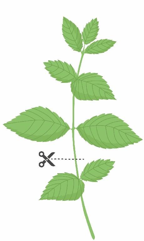 Véritable Lingot Máta (EOL)