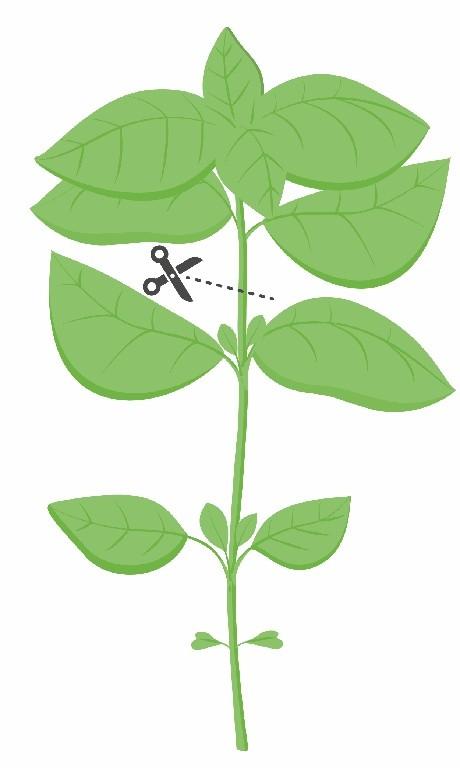 Veritable mamutí bazalka (EOL)