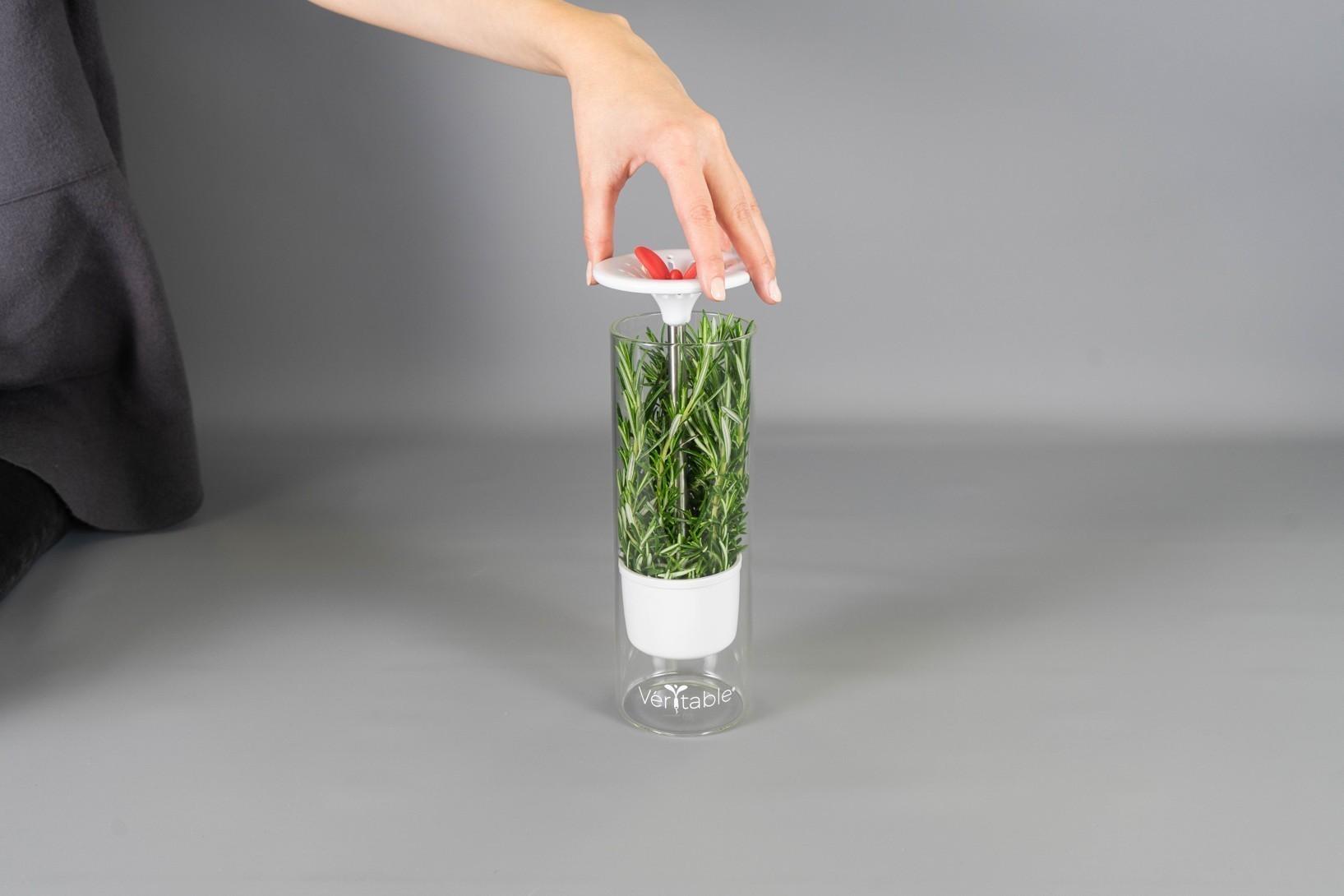 Veritable skleněná dóza na uchování čerstvých bylin (EOL)