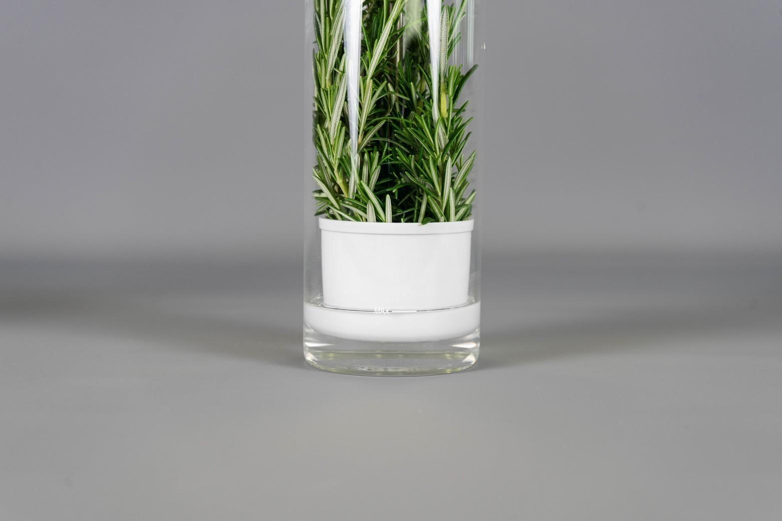 Veritable skleněná dóza na uchování čerstvých bylin (EOL)