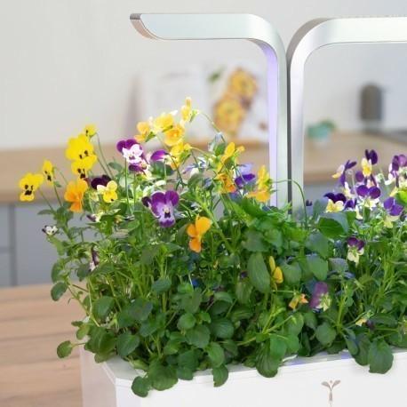 Veritable vícebarevné petunie (EOL)