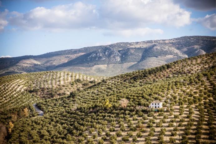 Knolive Epicure olivový olej 500 ml