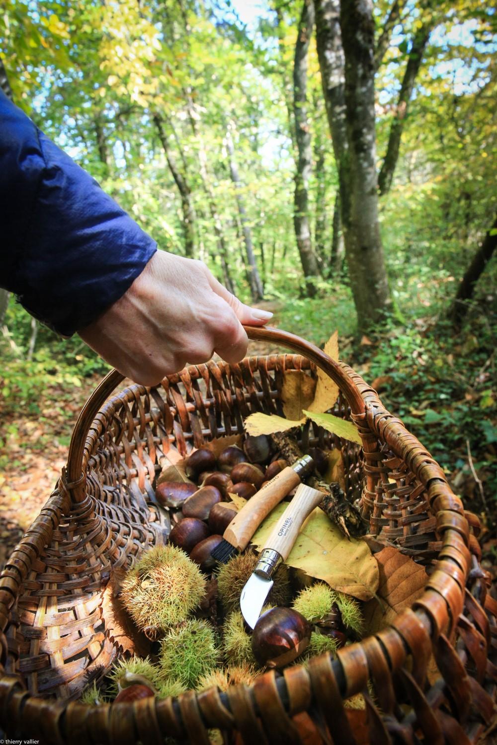 Nůž na kaštany N°07 