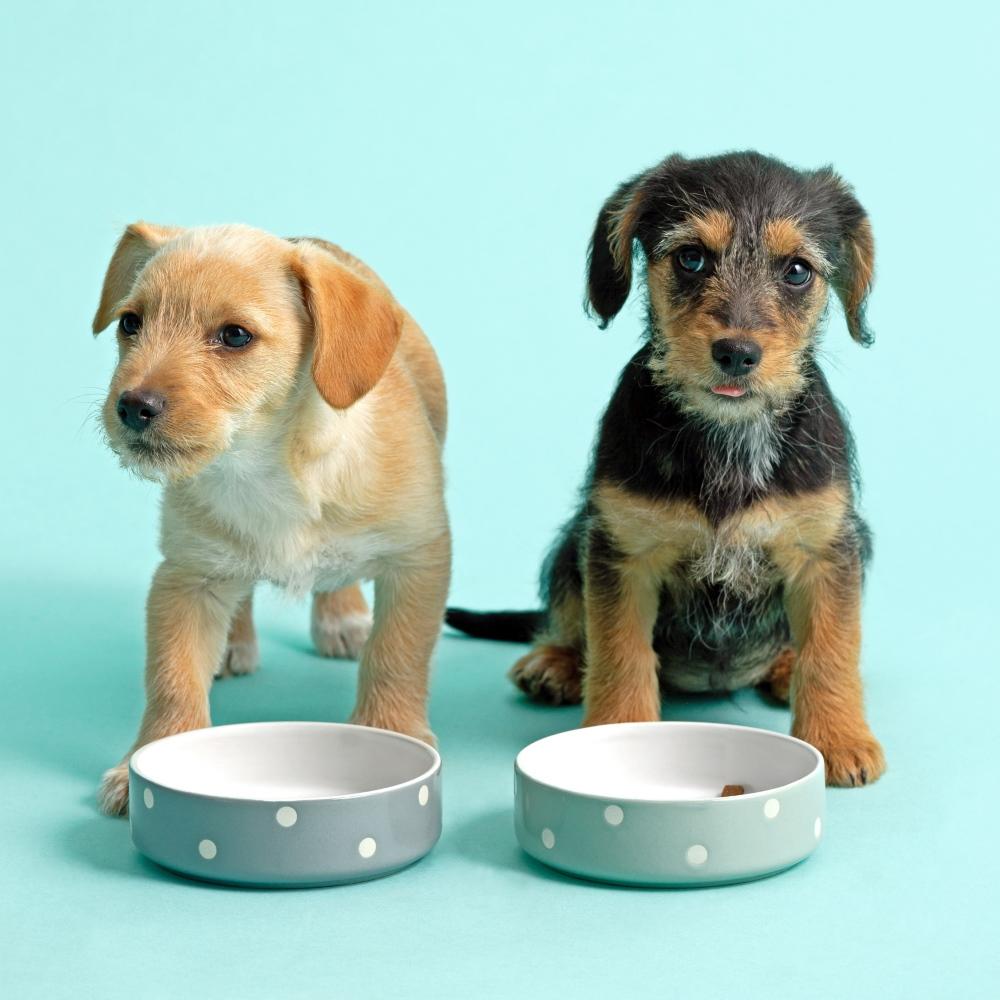 Miska pro psy/kočky Polka Dots, 300 ml, šalvějová