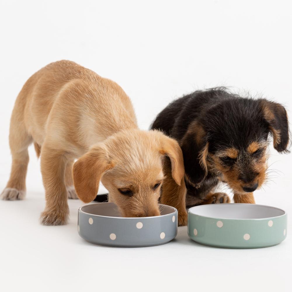 Miska pro psy/kočky Polka Dots, 300 ml, šalvějová