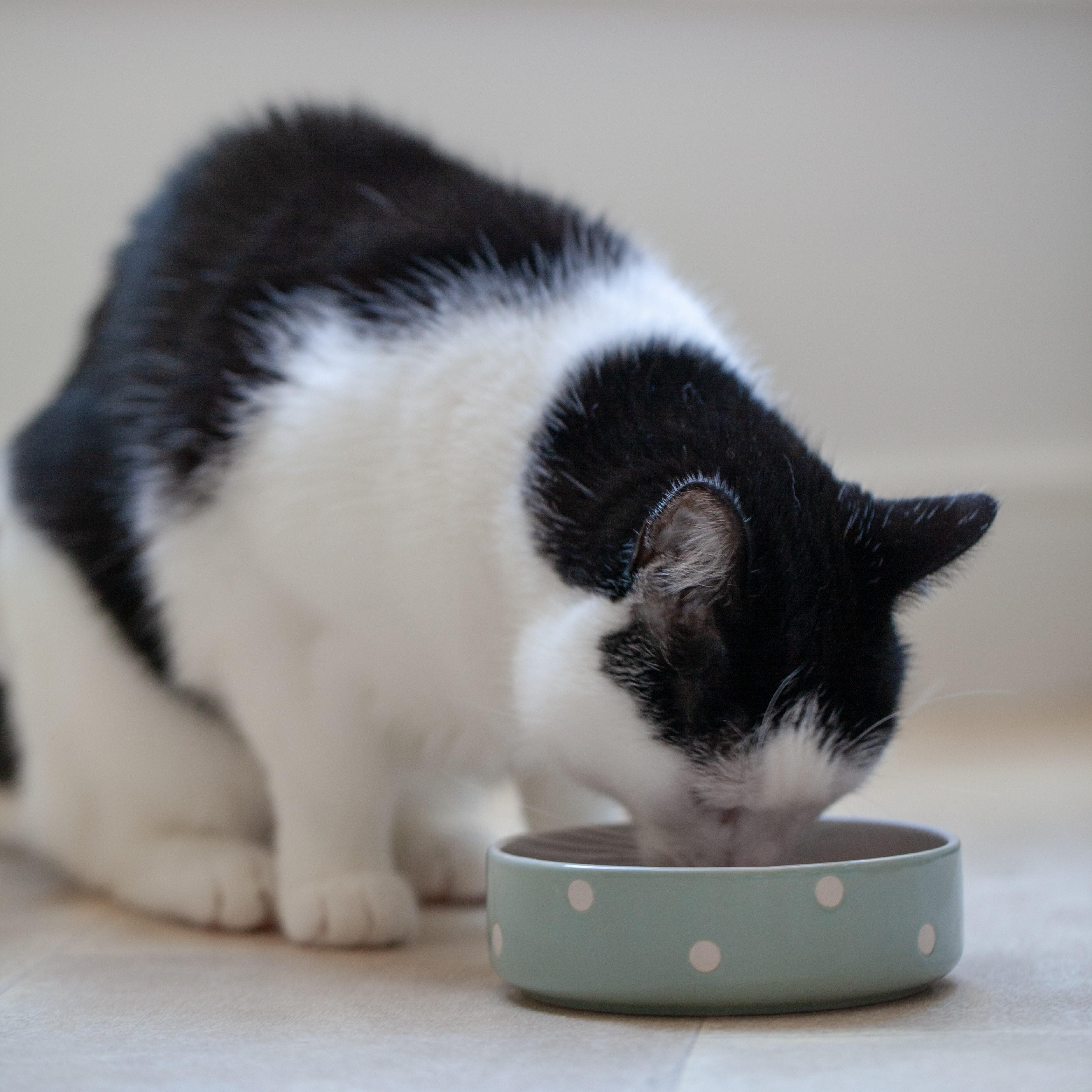 Miska pro psy/kočky Polka Dots, 300 ml, šalvějová