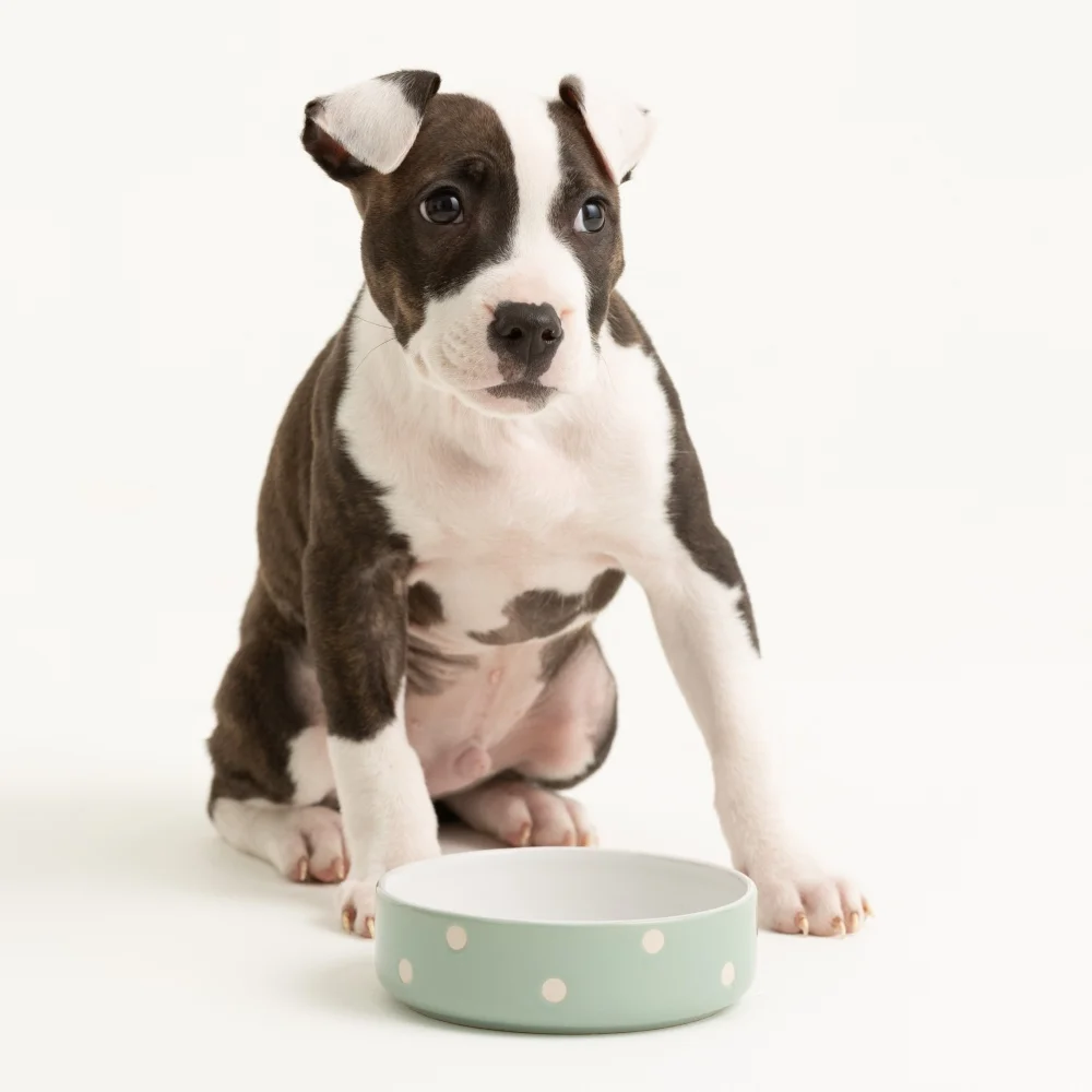 2031.039 Polka Dot 13cm Sage Green Bowl Rome 1q (čtverec malý)
