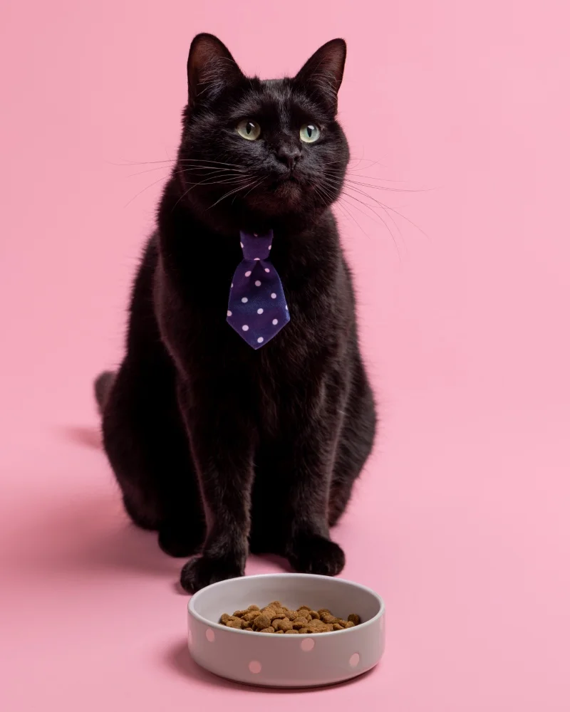 Mason Cash Polka Dot Sage 13cm cat bowl (čtverec malý)