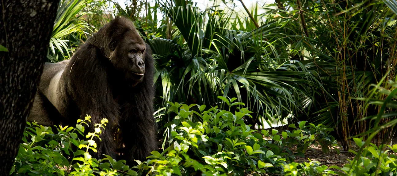 DZ-Uganda-Product-Page-Bild-2bX2FDKHt4XCHe