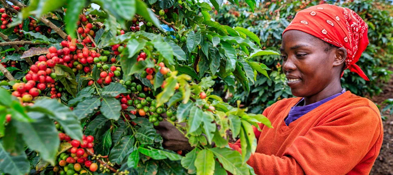 DZ-Uganda-Product-Page-Bild-1UNvkGCsw1GMPw