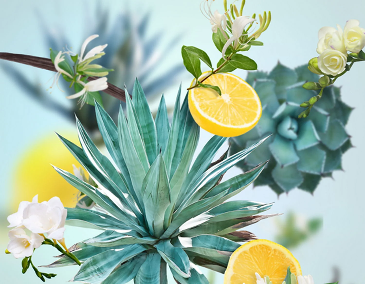 115153_agavova_zahrada