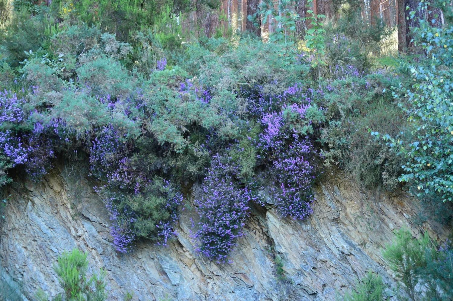divoke_kvety_a_eucalyptus