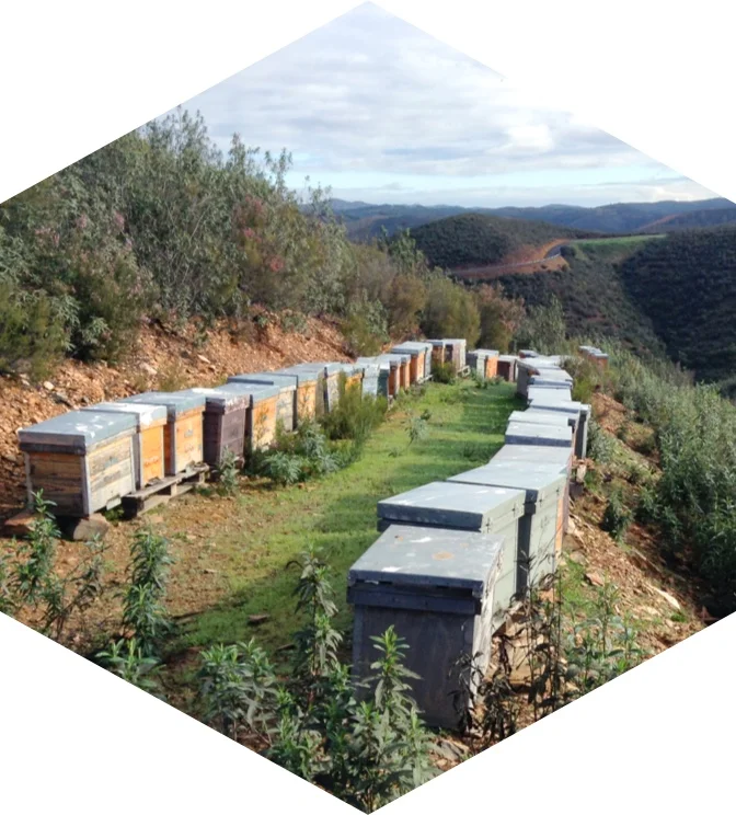 vceli_uly_verde_miel