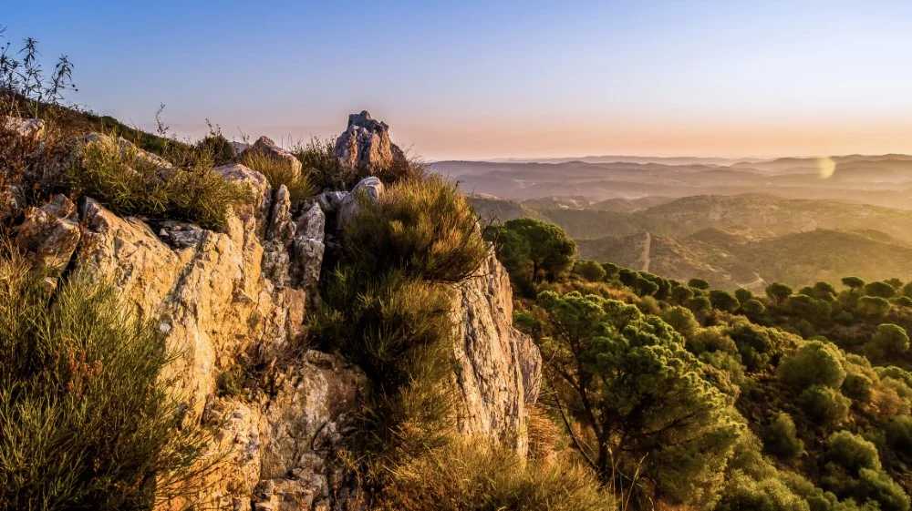 horsky med Verde_Miel_ Andalusia