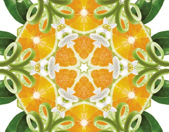 115154_kura_zeleneho_pomerance_dotextu