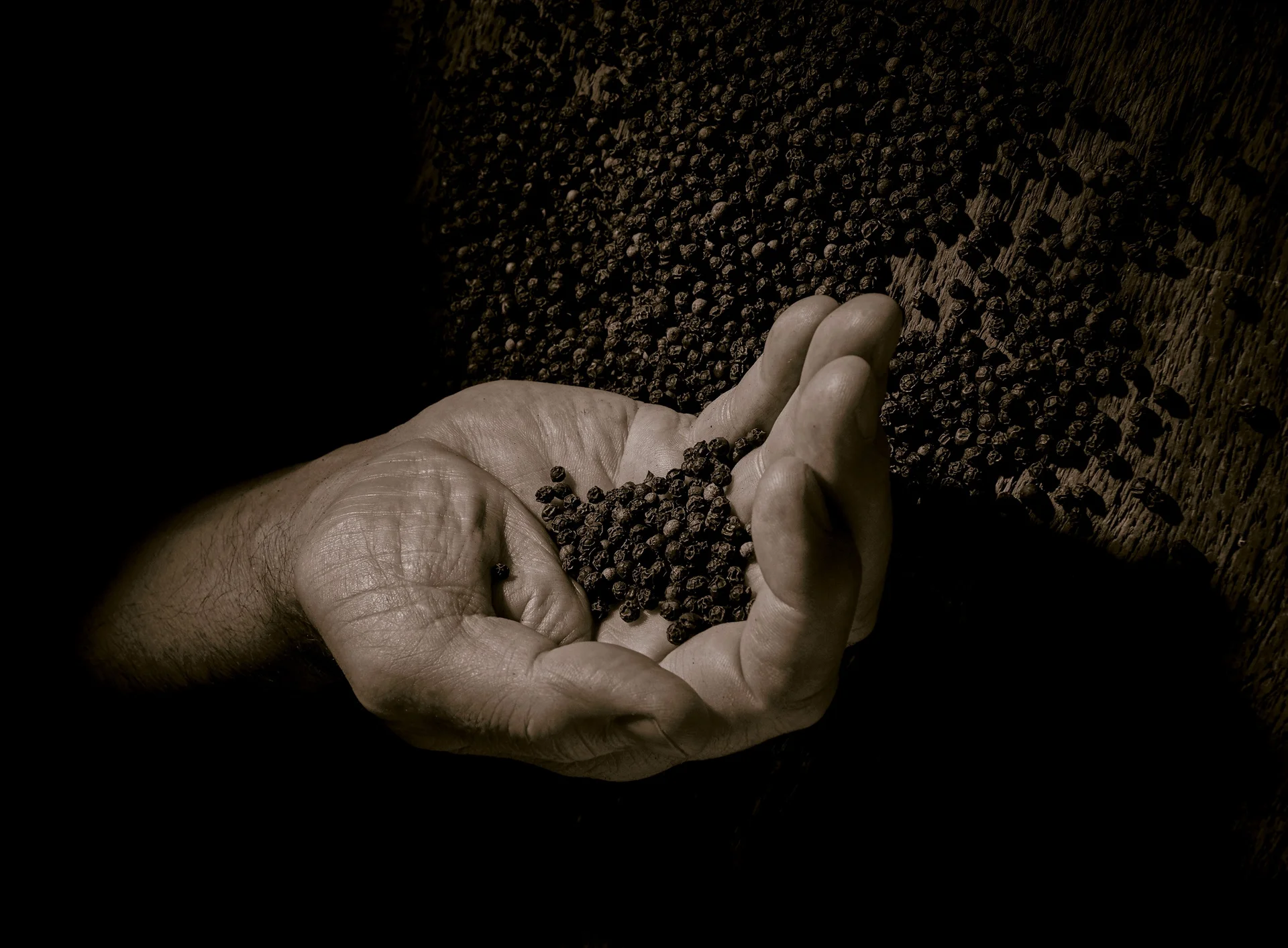 Jak správně využít pepř v kuchyni?