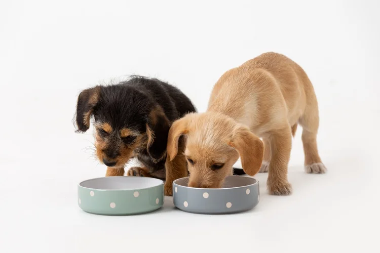 Jak vybrat správnou misku pro vašeho domácího mazlíčka