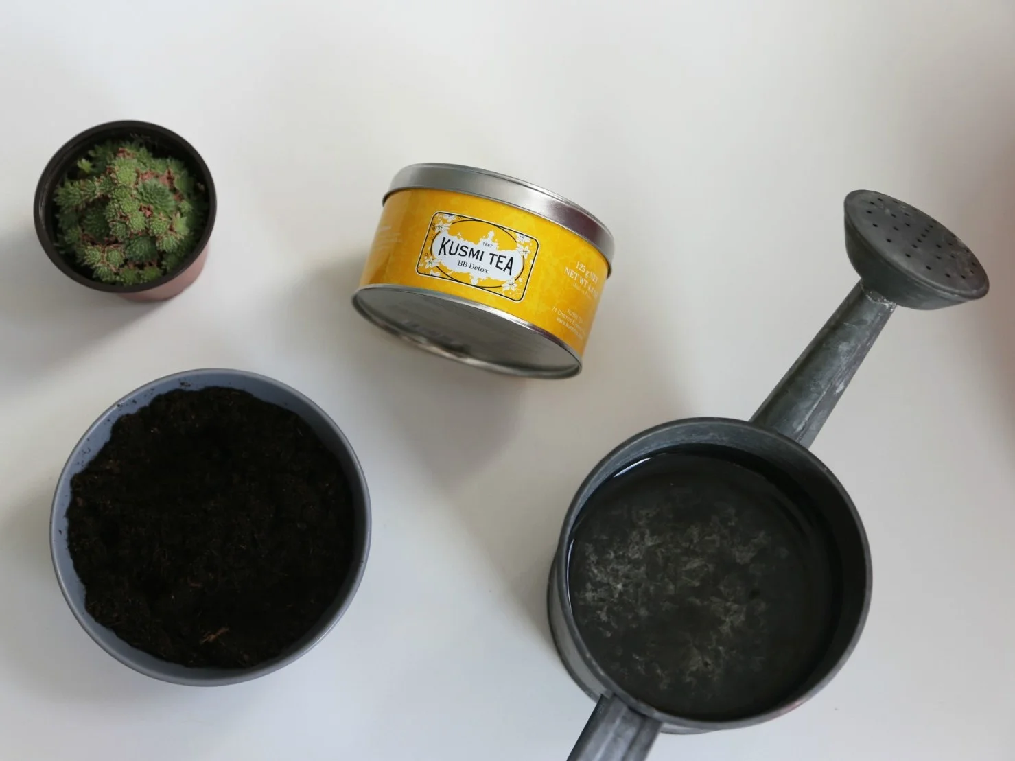 Přesaďte si oblíbenou rostlinku do plechovky od oblíbeného čaje.