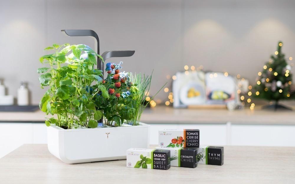 Véritable Lingot Petržel kadeřavá BIO (EOL)