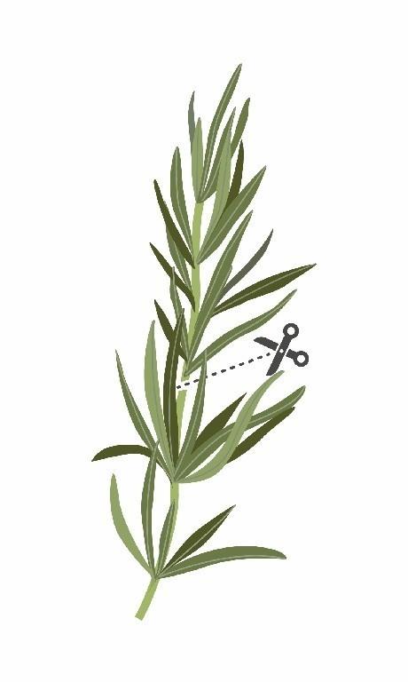 Véritable Lingot Rozmarýn (EOL)