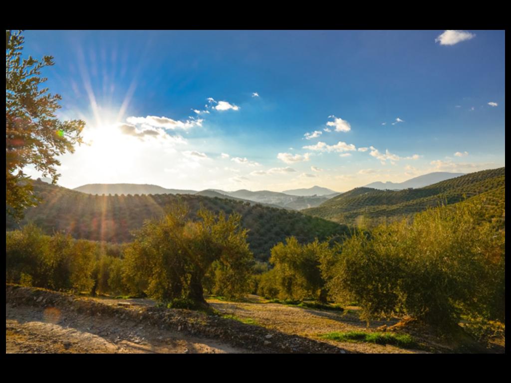 Knolive Epicure olivový olej 500 ml