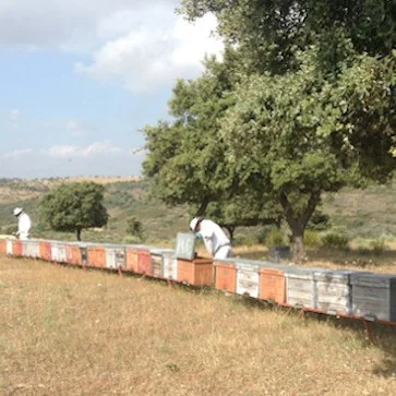 2165c1c5-d0ad-40fb-8199-e3c8e1d656a1