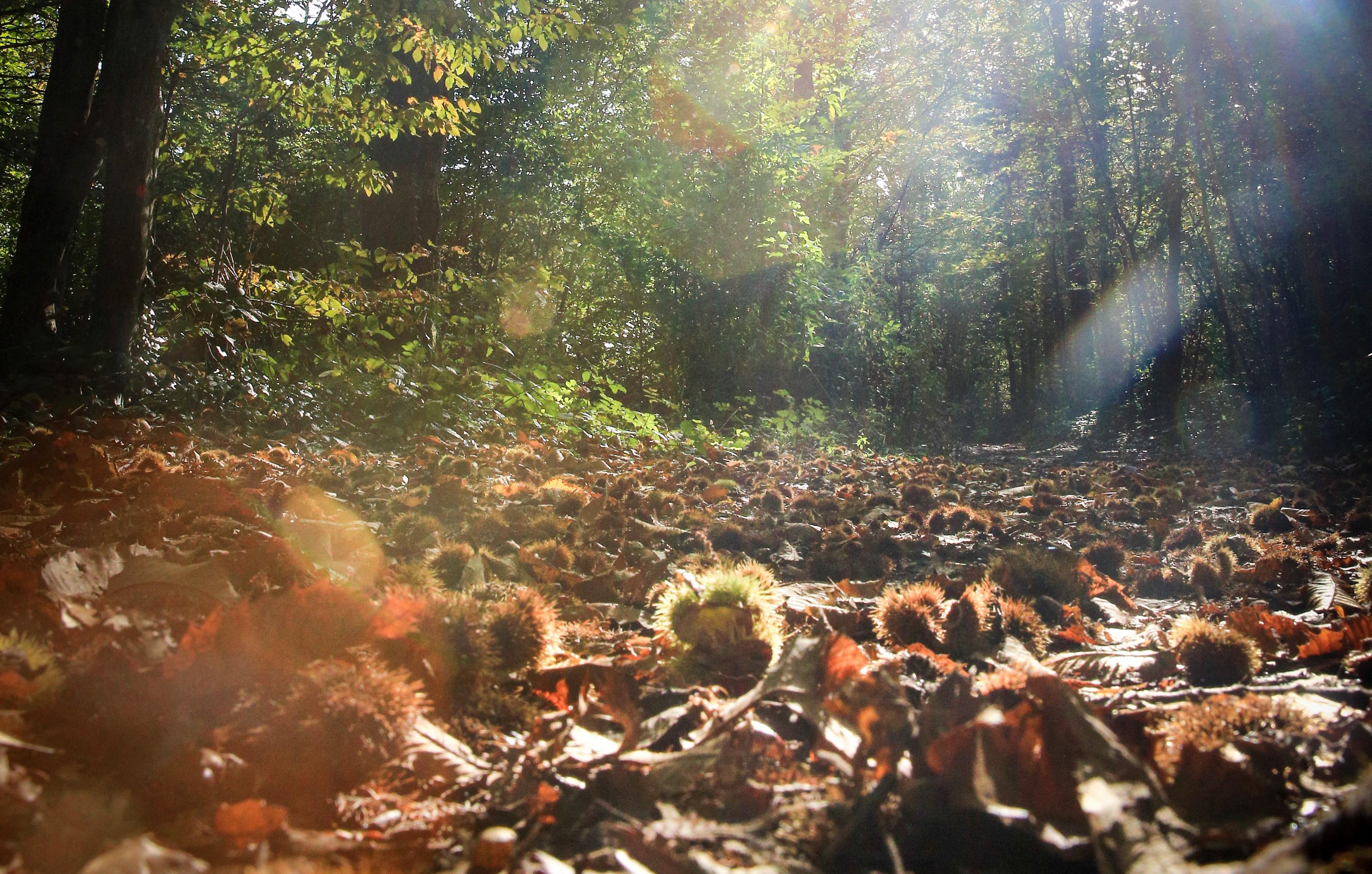 Jesenná prírodná inšpirácia